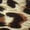 ANIMAL PRINT V