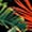 TROPICAL XIII