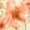 FLORES CXC