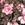 3- Pack panties con refuerzo frontal 32155, ROSAS XXXIV, swatch